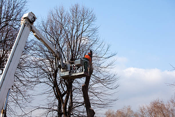  Hazen, ND Tree Care Pros