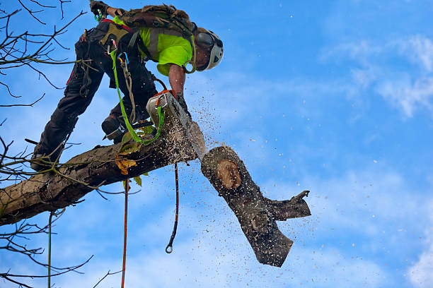 Leaf Removal