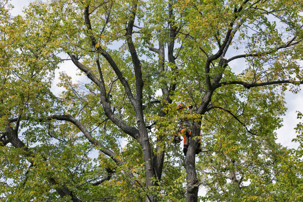 Best Tree Preservation Services  in Hazen, ND